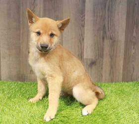 Shiba Inu
