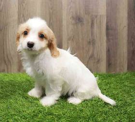 Cavachon