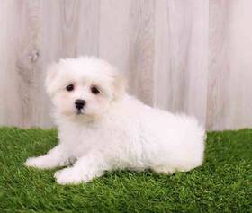 Maltese