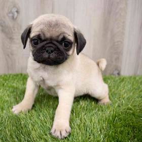 Pug