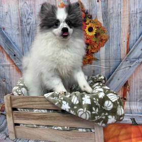 Pomeranian