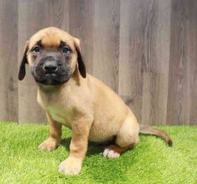Bullmastiff