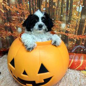 Lhasa-Poo