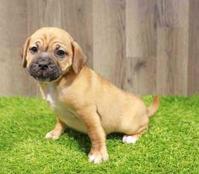 Puggle