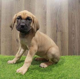 Cane Corso