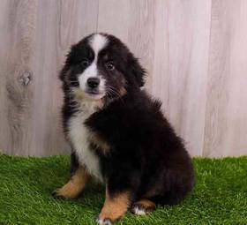 Miniature Australian Shepherd