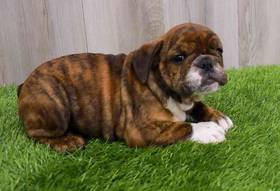 Bulldog