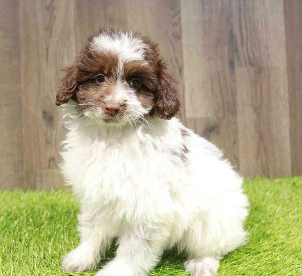 Toy Australian Shepherd Puppies for sale