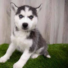 Siberian Husky