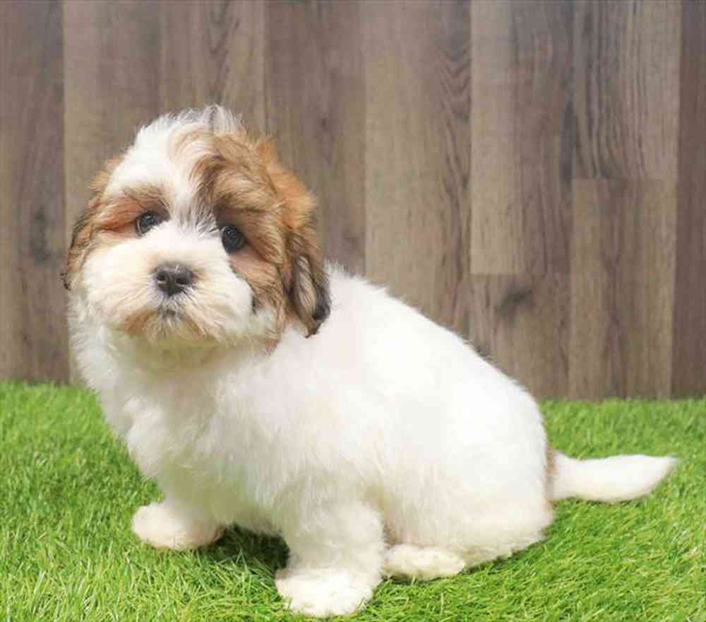 Teddy Bear Puppy for sale Pet Zone Queensbury