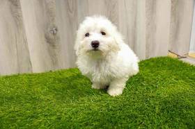 Bichon