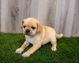 Puggle