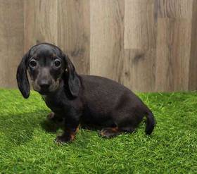 Dachshund