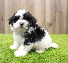 Havanese