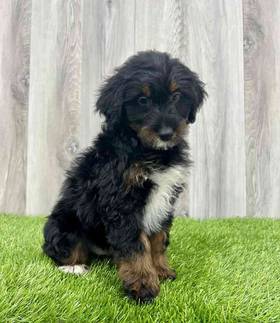 Mini Aussiedoodle