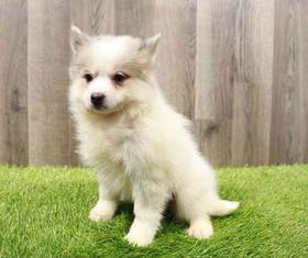 Pomsky 2nd Gen