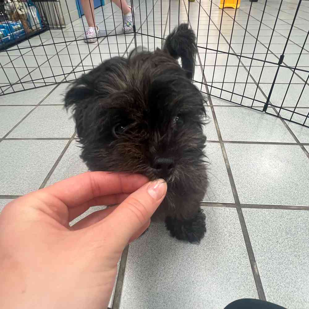 LhasaPoo Puppy for sale Pet Zone Queensbury