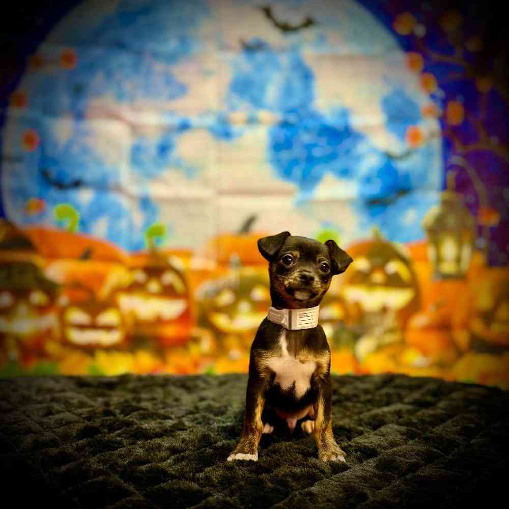 Male Chihuahua Puppy for Sale in Watertown, NY