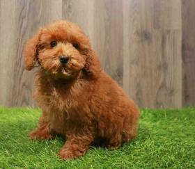 Mini Poodle