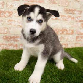 Siberian Husky