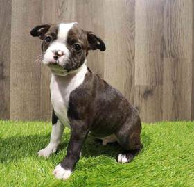 Boston Terrier