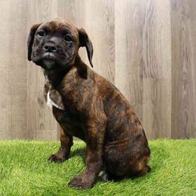 Boxer