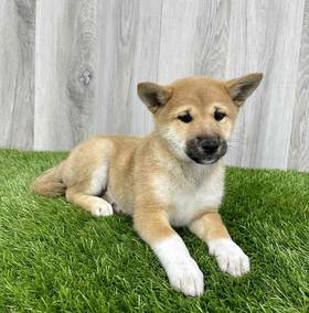 Shiba Inu