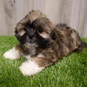 Lhasa Apso