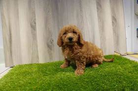 Mini Goldendoodle
