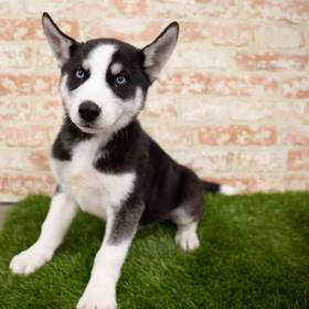 Siberian Husky