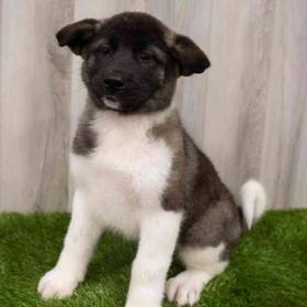Akita