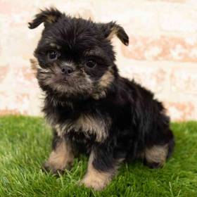 Brussels Griffon