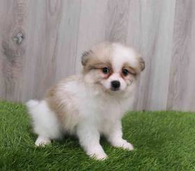 Pomeranian
