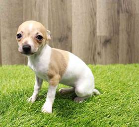 Chihuahua