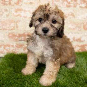 Maltipoo