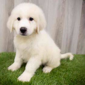 Great Pyrenees