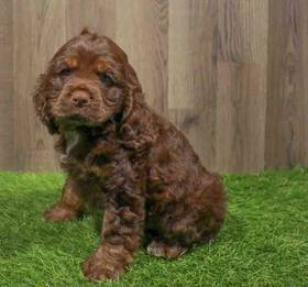 Cockapoo