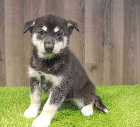 Pomsky