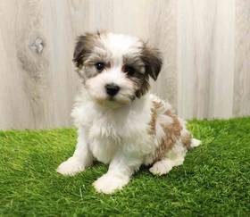 Yorkie-Poo