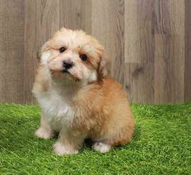 Yorkie-Poo