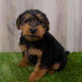Welsh Terrier