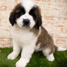 Saint Bernard