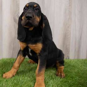 Bloodhound