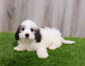Lhasa Apso