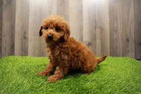 Goldendoodle Mini 2nd Gen