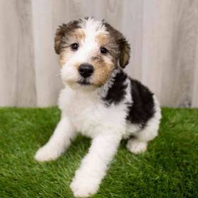 Wirehair Fox Terrier