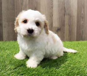 Cavachon