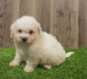 Bichon