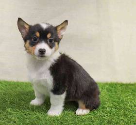 Pembroke Welsh Corgi