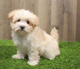 Maltipoo